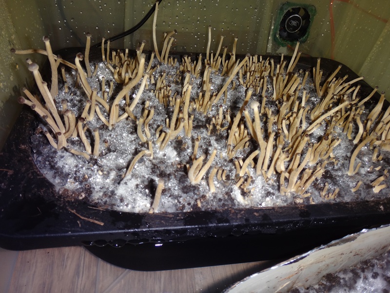 Псилоцибе Тампаненсис psilocybe tampanensis растут