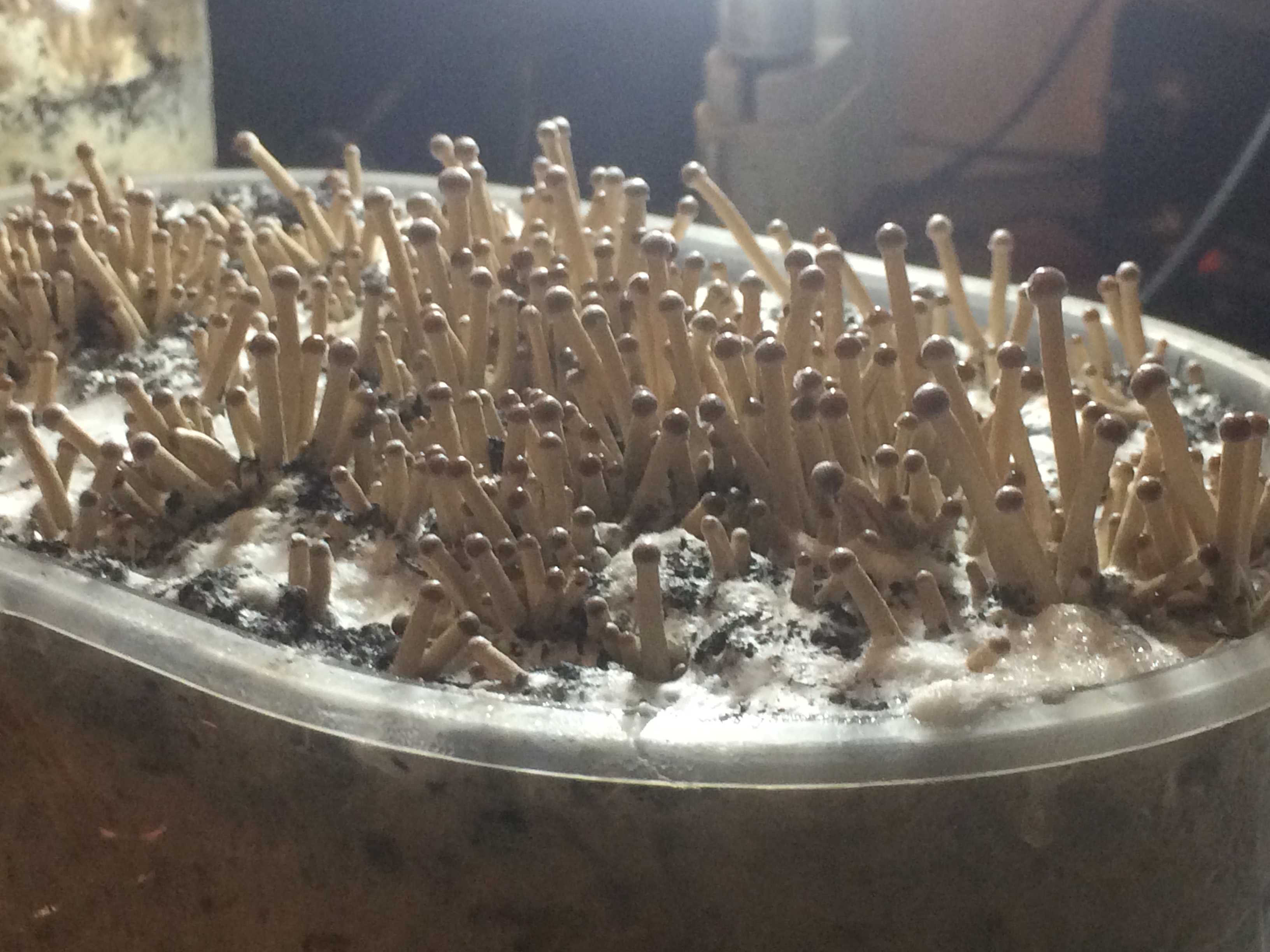 : Псилоцибе Тампаненсис psilocybe tampanensis