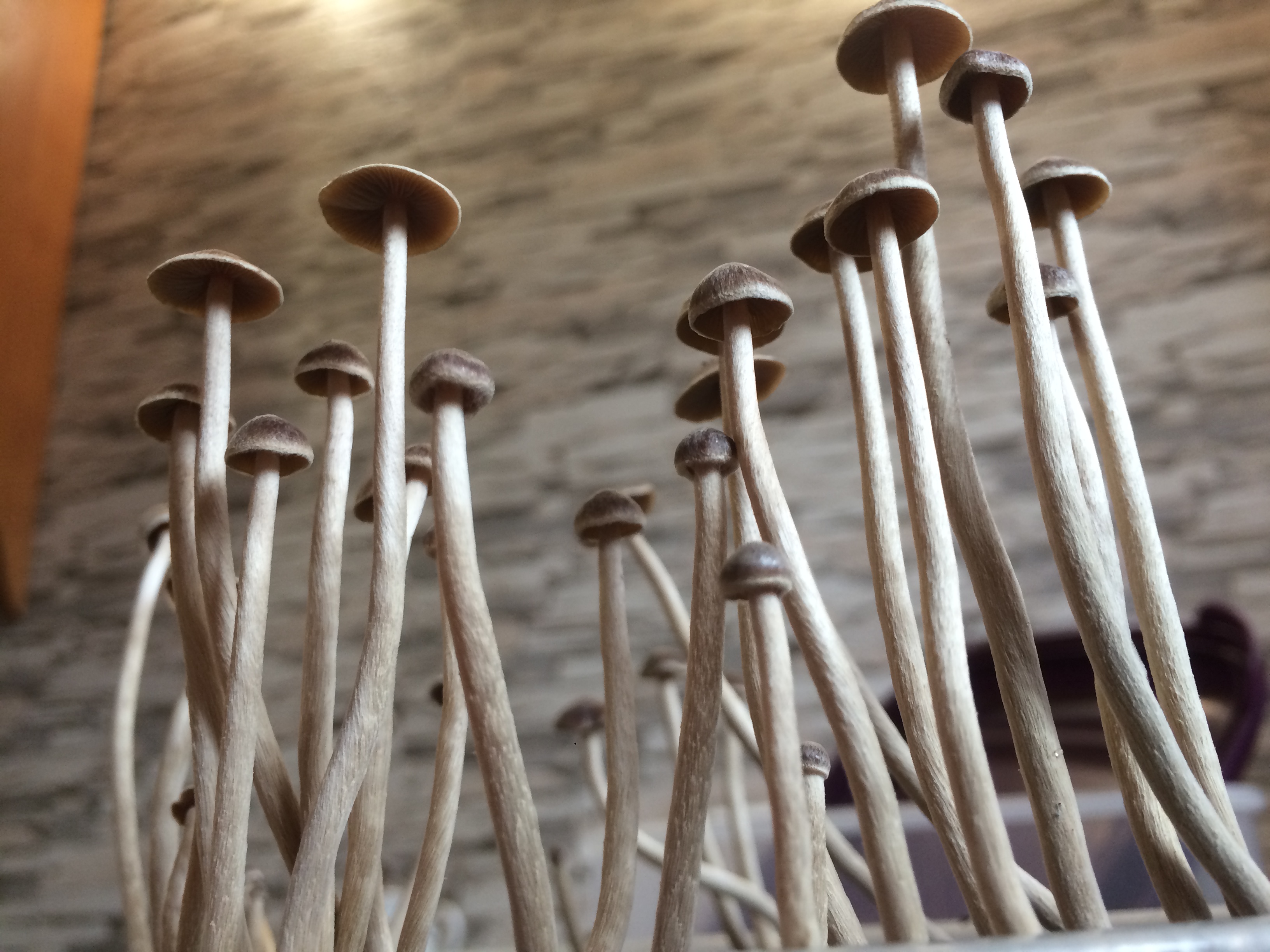 Псилоцибе Тампаненсис psilocybe tampanensis