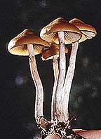 psilocybe azurescens 1
