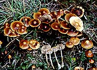 psilocybe azurescens 2