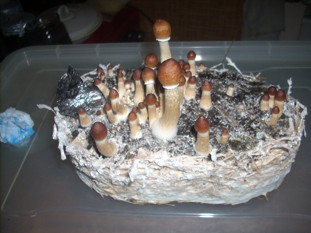 Psilocybe Cubensis Golden Teacher