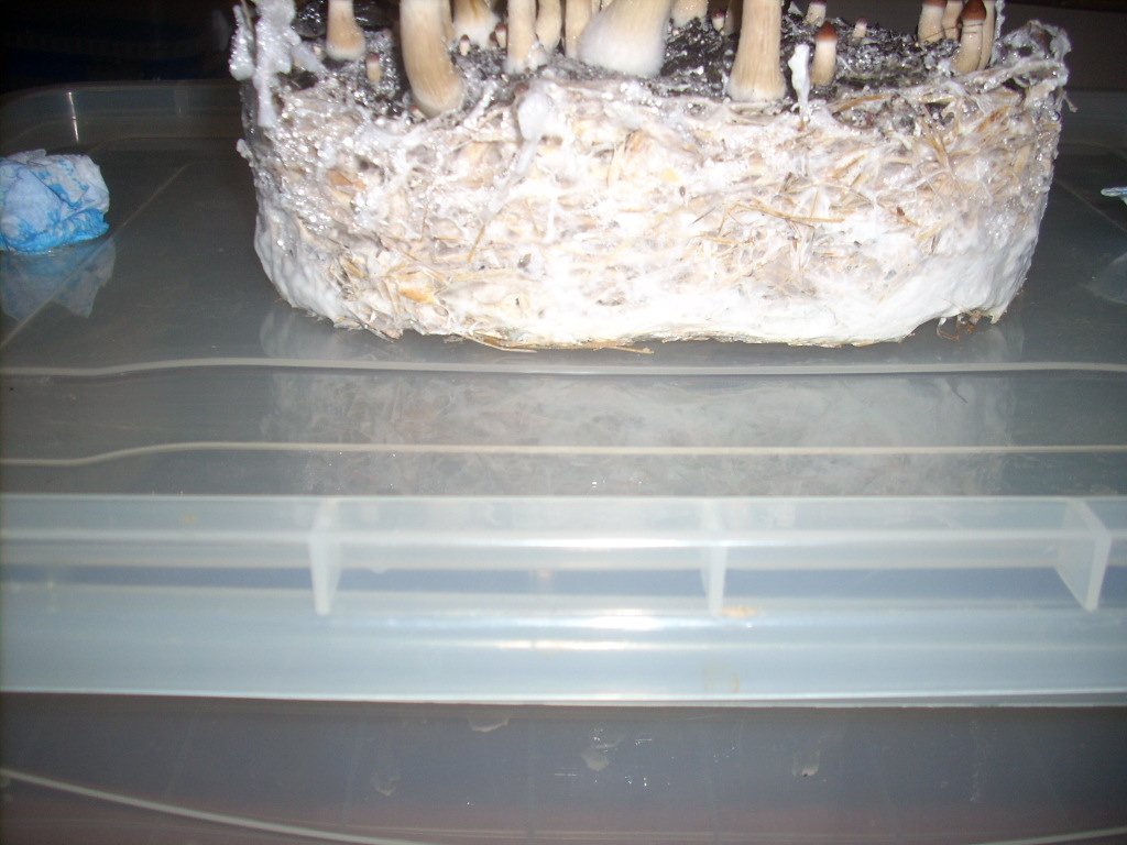 Psilocybe Cubensis Golden Teacher