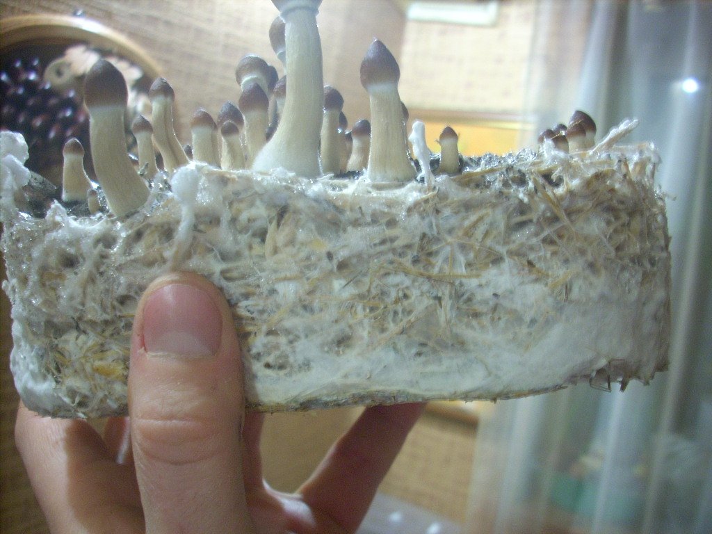 Psilocybe Cubensis Golden Teacher