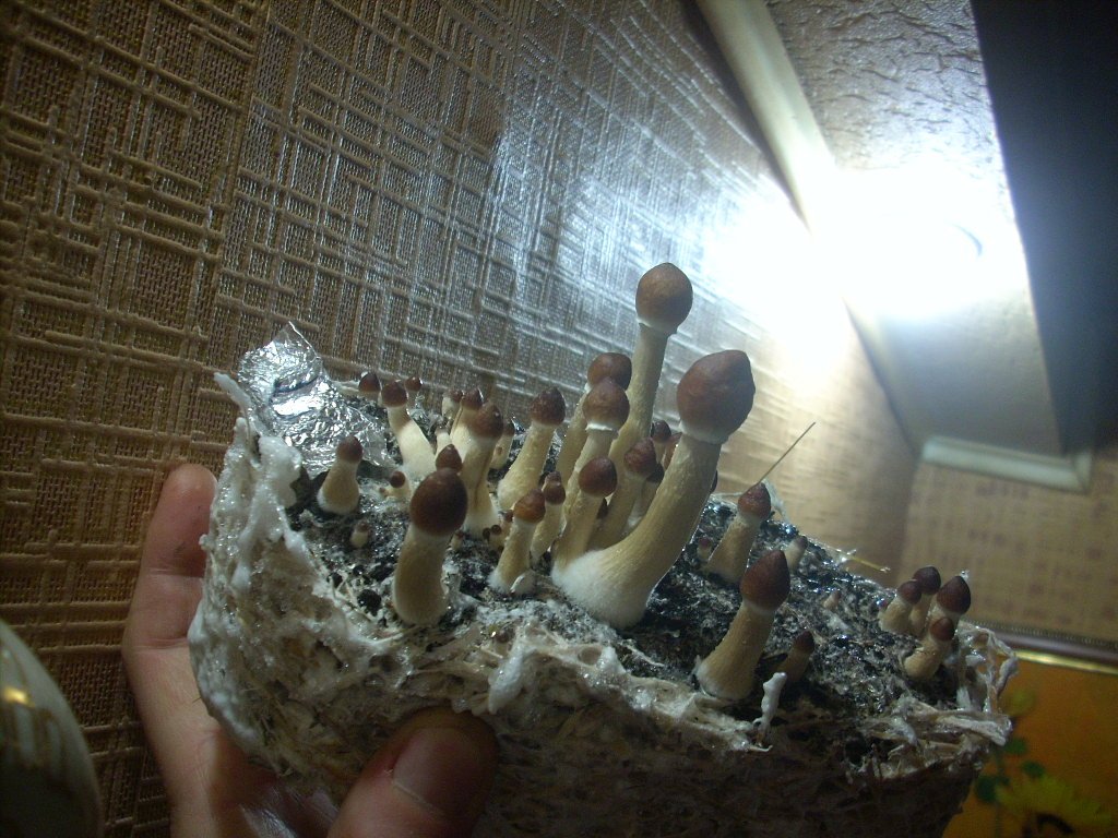 Psilocybe Cubensis Golden Teacher