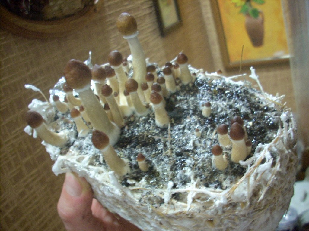 Psilocybe Cubensis Golden Teacher