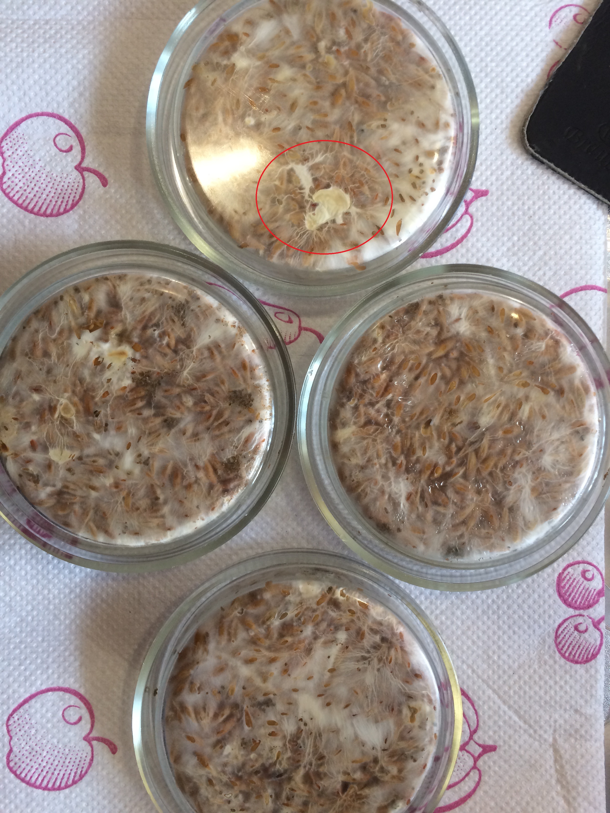 Psilocybe Galindoi  1.JPG