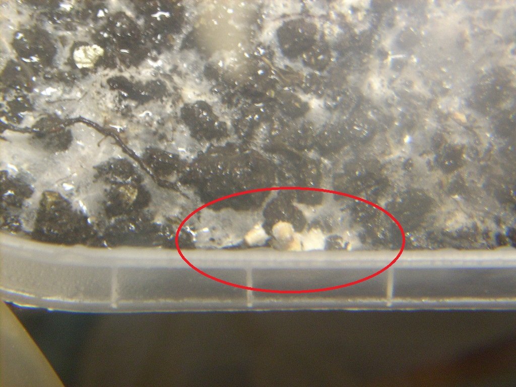 Psilocybe galindoi "Georgia ATL#7 (1)