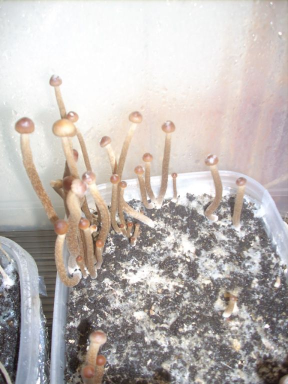 Psilocybe Galindoi "georgia Atl#7 Плодовые Тела (часть2)