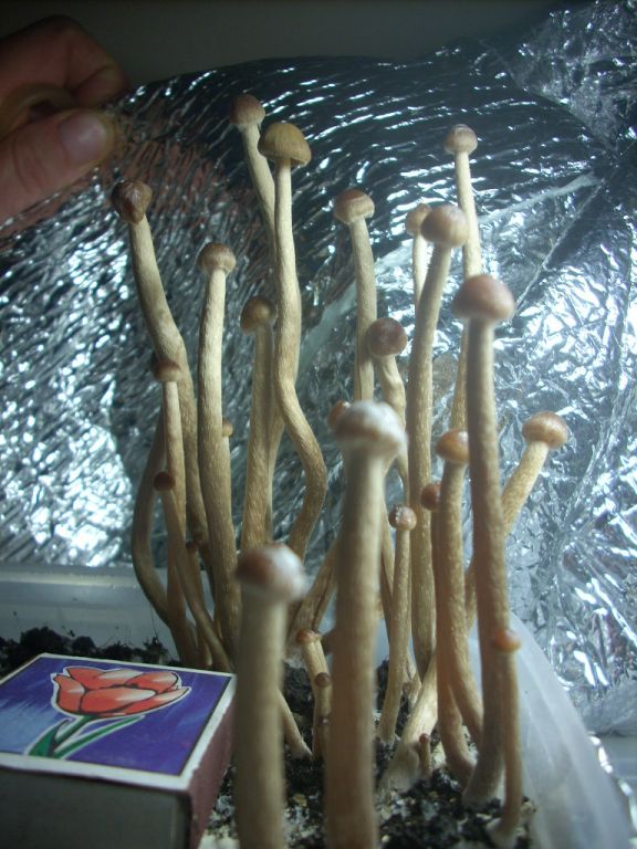 Psilocybe Galindoi "georgia Atl#7 Плодовые Тела (часть2)