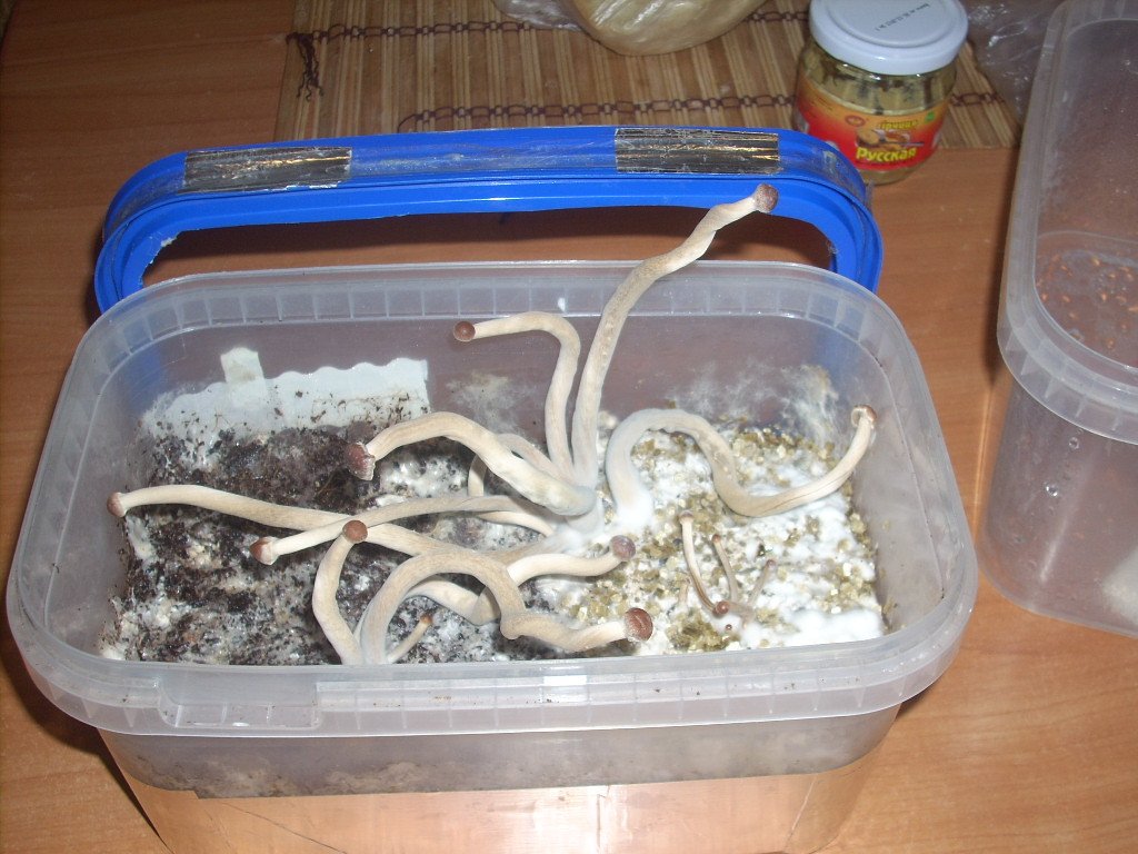 Psilocybe Galindoi "georgia Atl#7 Плодовые Тела