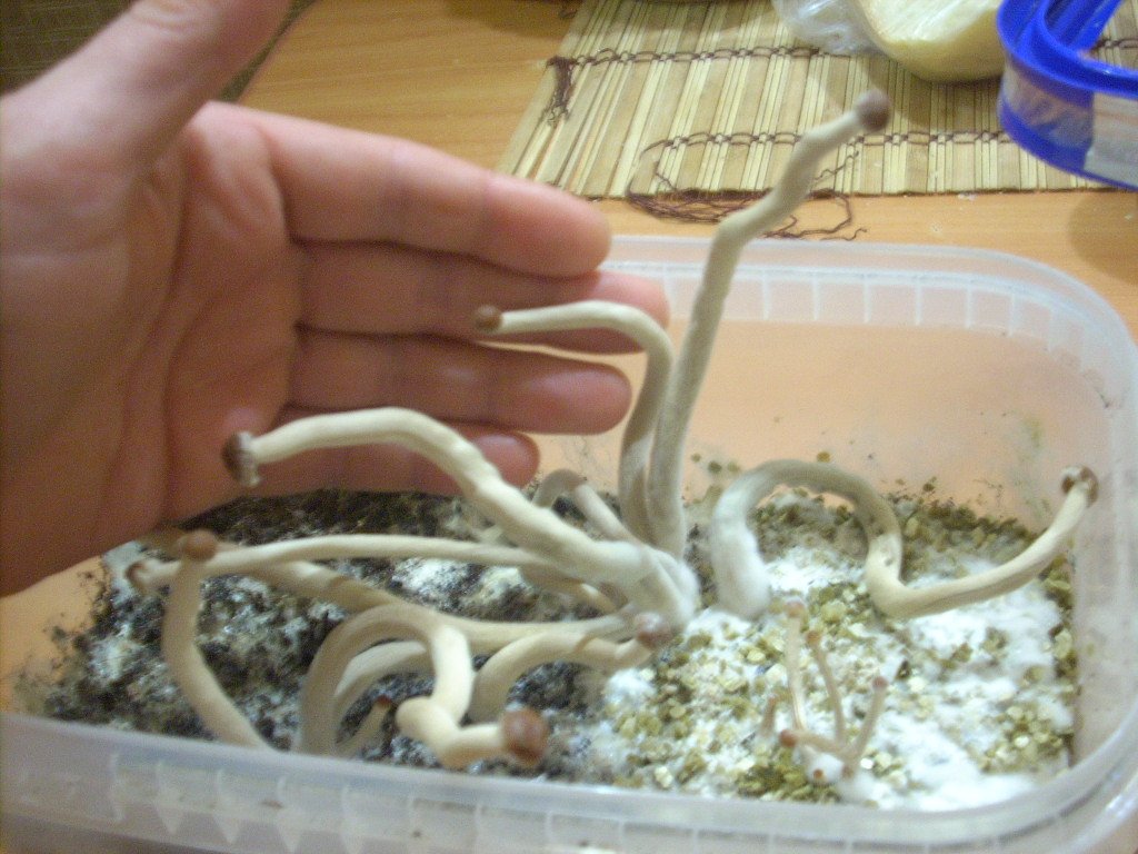 Psilocybe Galindoi "georgia Atl#7 Плодовые Тела