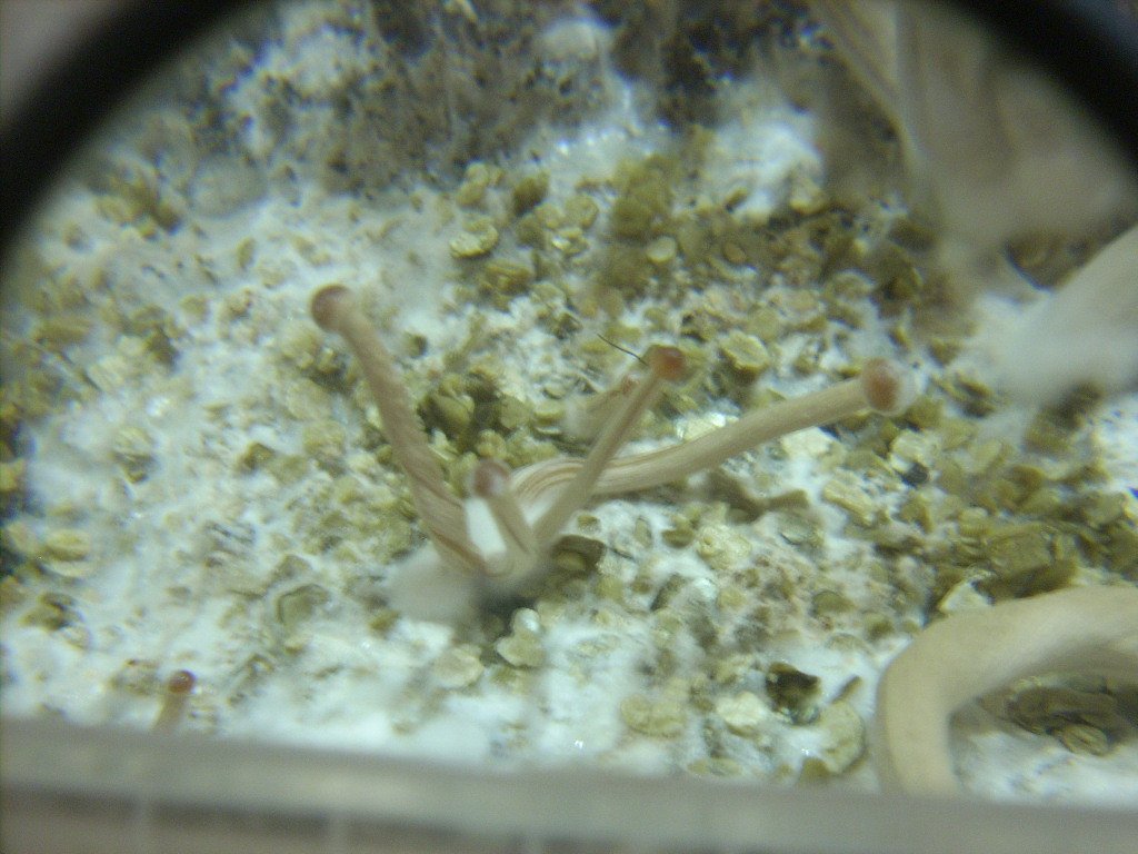 Psilocybe Galindoi "georgia Atl#7 Плодовые Тела