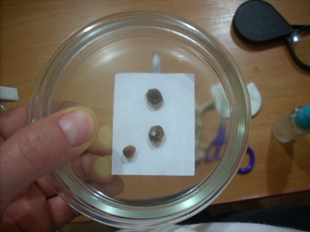 Psilocybe Galindoi "georgia Atl#7 Плодовые Тела