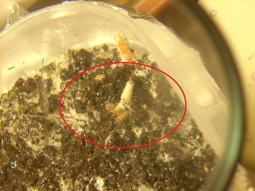 Psilocybe galindoi "Georgia ATL#7