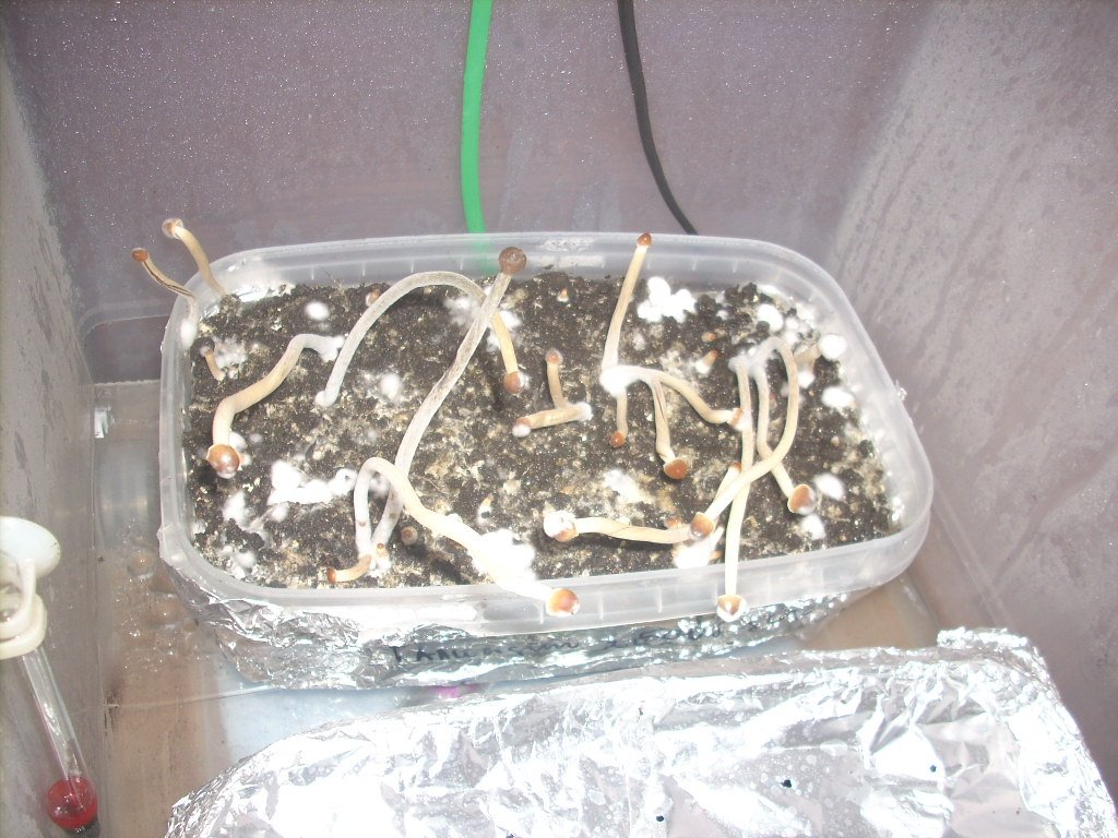 Psilocybe galindoi "Georgia ATL#7
