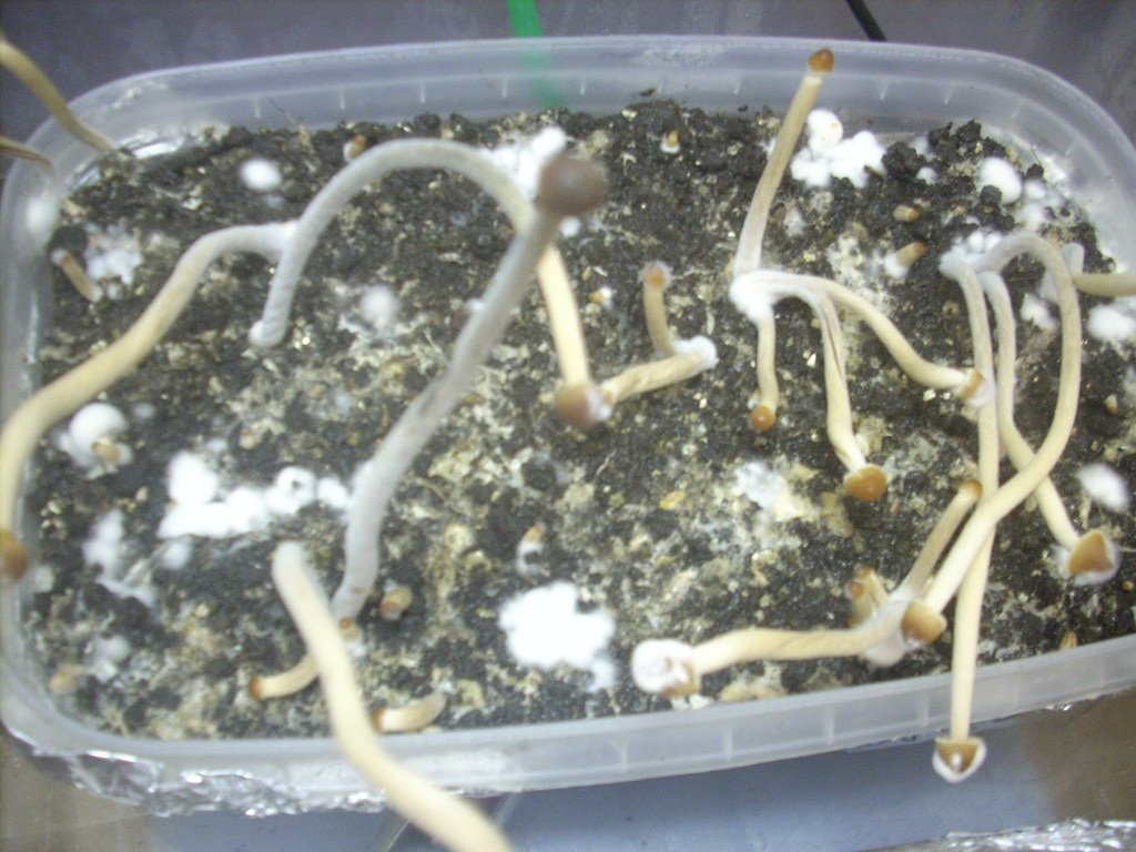 Psilocybe galindoi "Georgia ATL#7