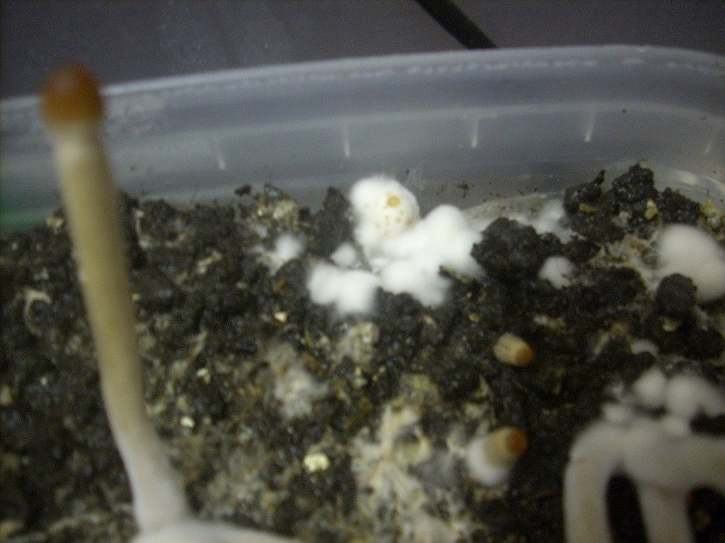 Psilocybe galindoi "Georgia ATL#7