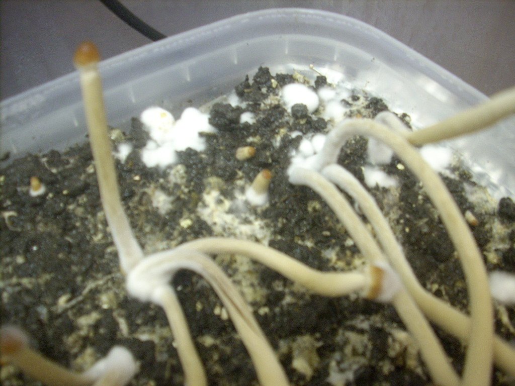 Psilocybe galindoi "Georgia ATL#7
