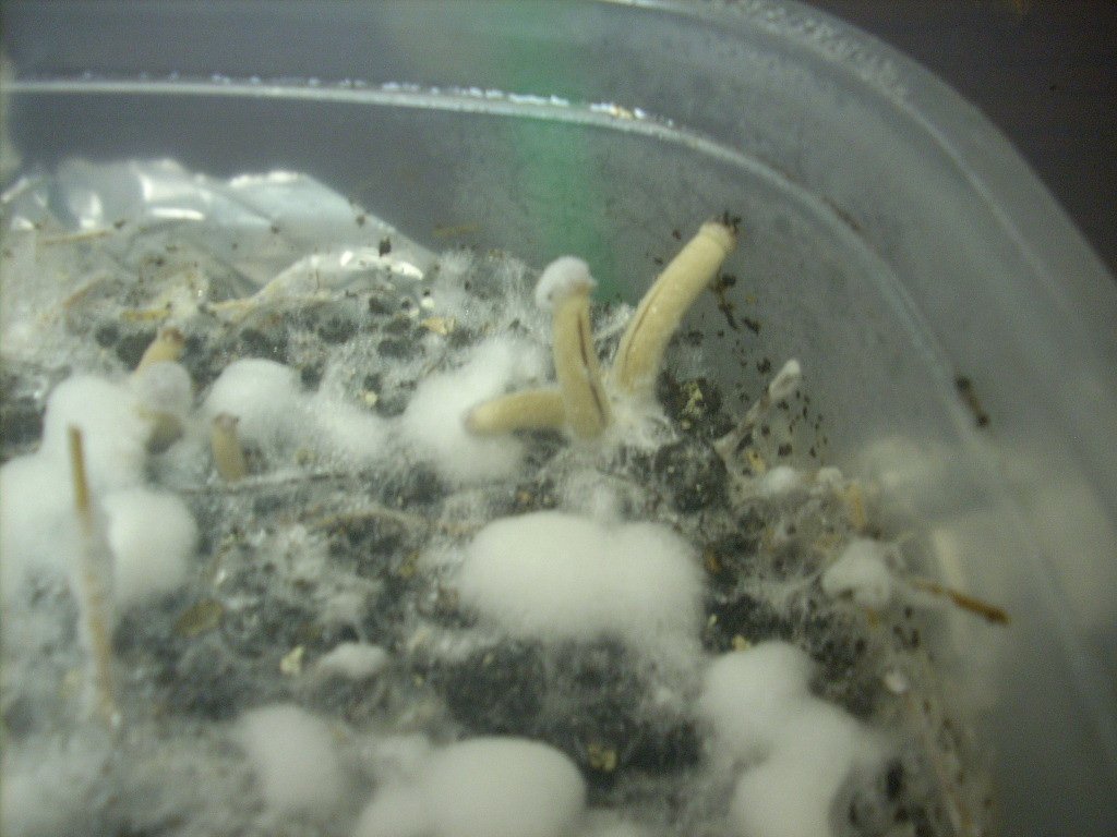 Psilocybe galindoi "Georgia ATL#7