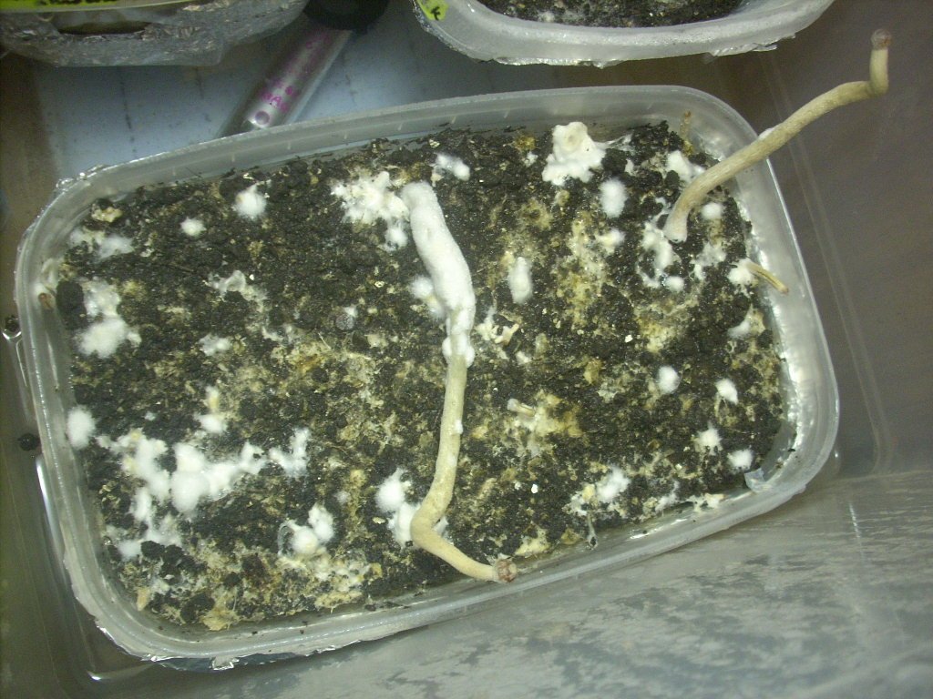 Psilocybe galindoi "Georgia ATL#7