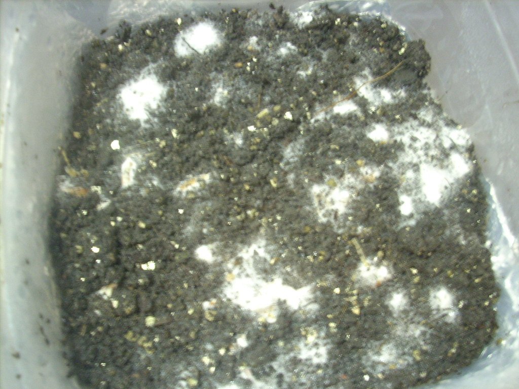 Psilocybe galindoi "Georgia ATL#7