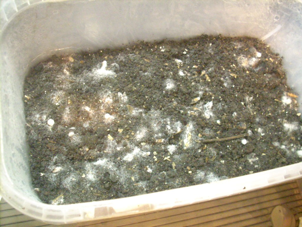 Psilocybe galindoi "Georgia ATL#7