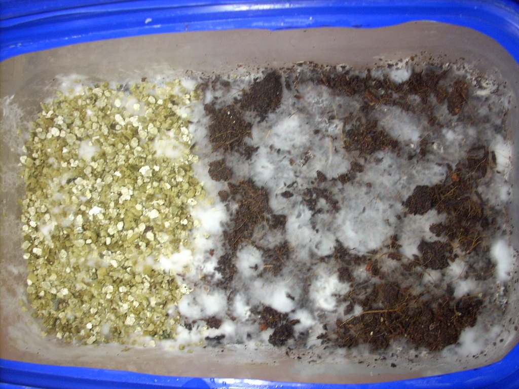 Psilocybe Galindoi "georgia Atl#7