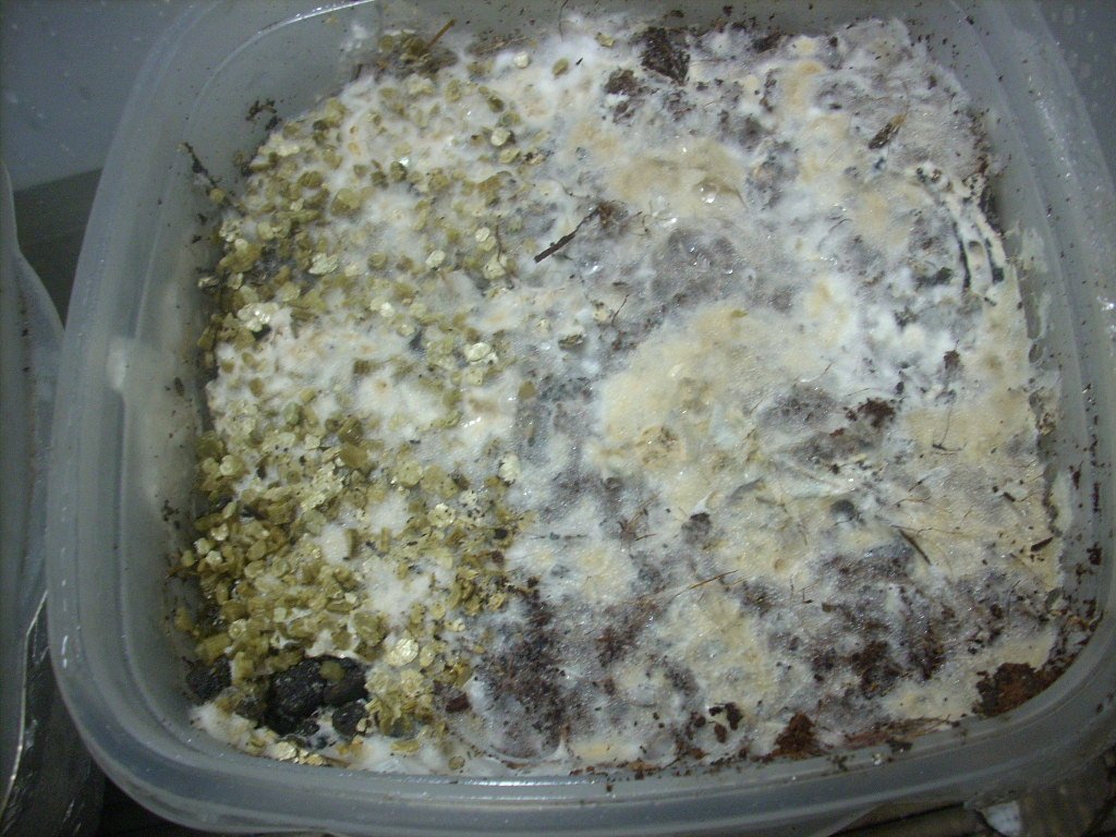Psilocybe Galindoi "georgia Atl#7