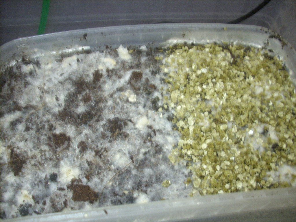Psilocybe Galindoi "georgia Atl#7