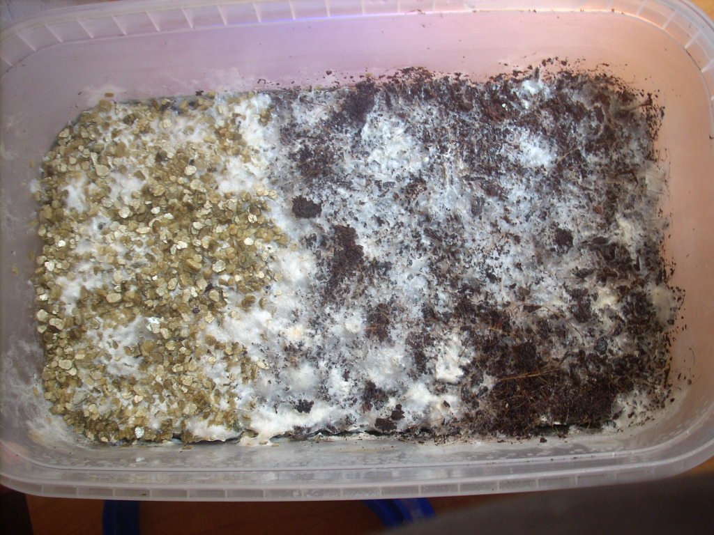 Psilocybe Galindoi "georgia Atl#7