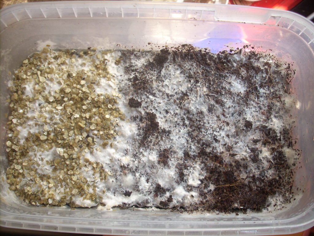 Psilocybe Galindoi "georgia Atl#7