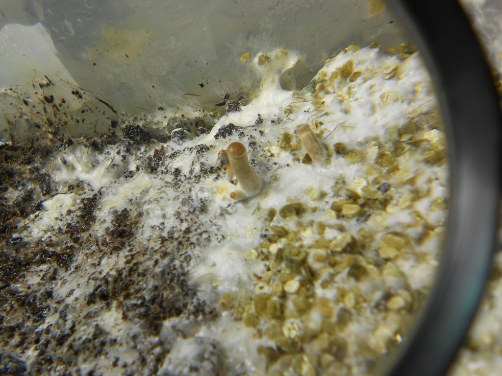 Psilocybe Galindoi "georgia Atl#7