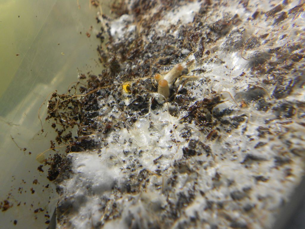 Psilocybe Galindoi "georgia Atl#7