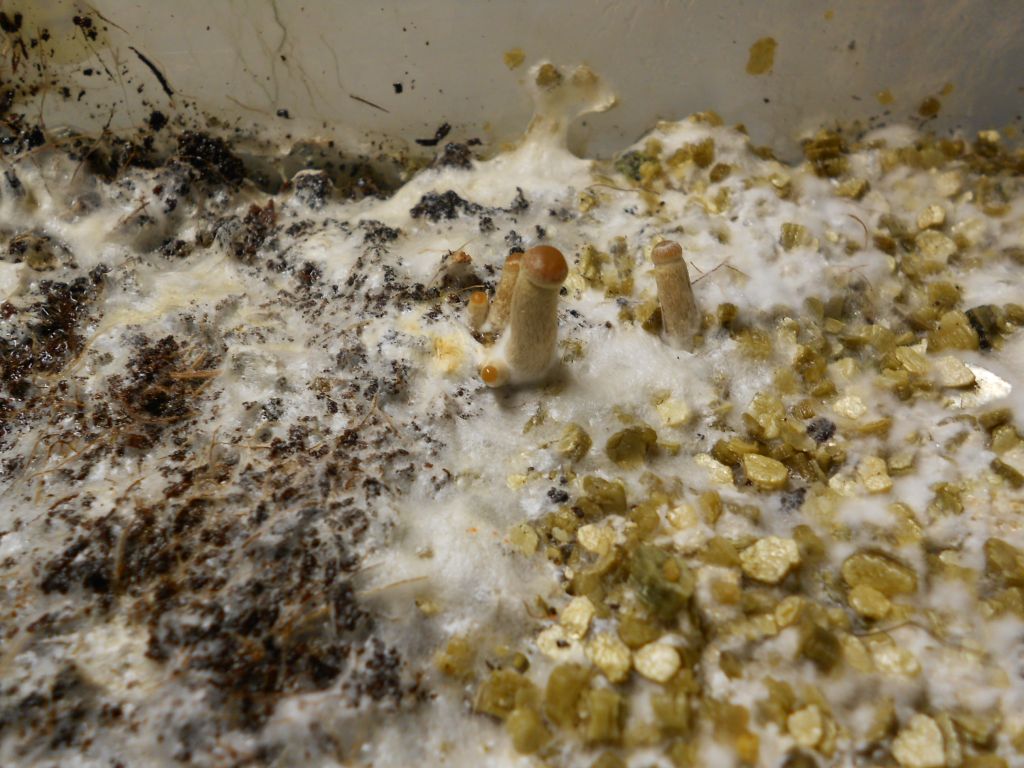 Psilocybe Galindoi "georgia Atl#7