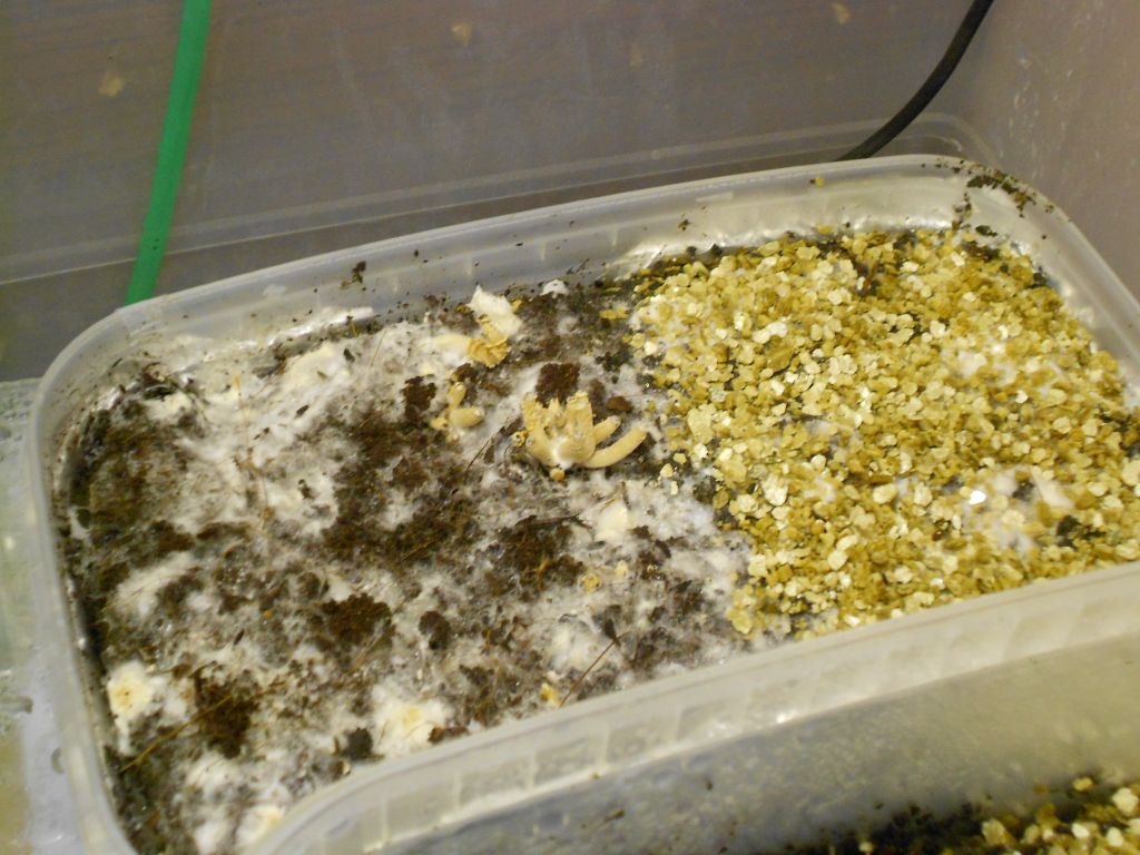 Psilocybe Galindoi "georgia Atl#7