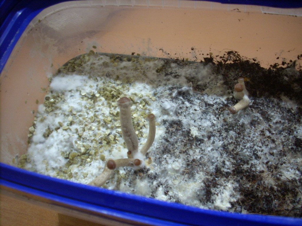 Psilocybe Galindoi "georgia Atl#7