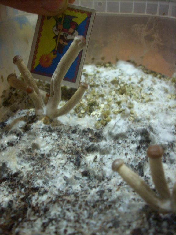 Psilocybe Galindoi "georgia Atl#7