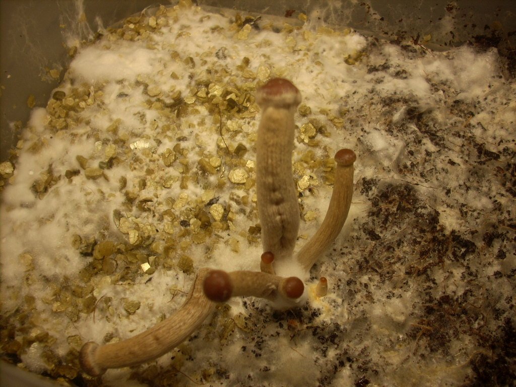 Psilocybe Galindoi "georgia Atl#7