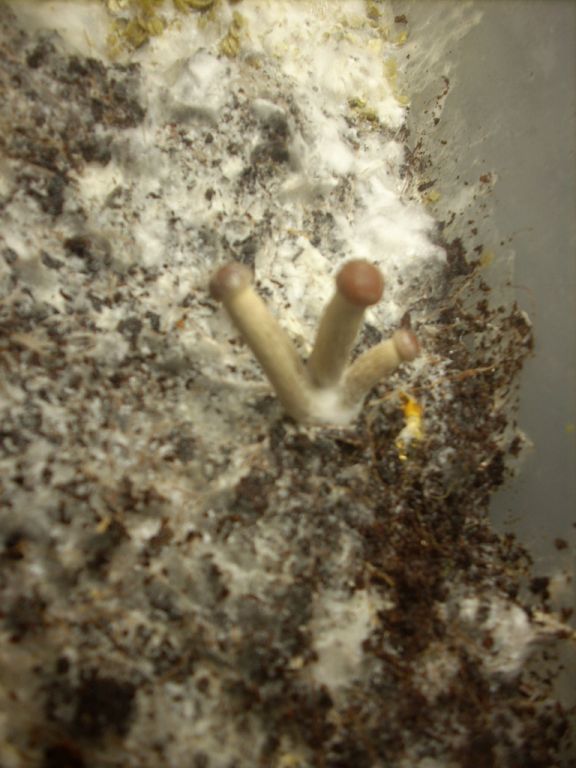 Psilocybe Galindoi "georgia Atl#7
