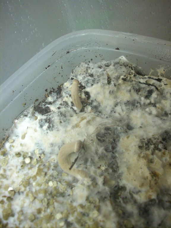 Psilocybe Galindoi "georgia Atl#7