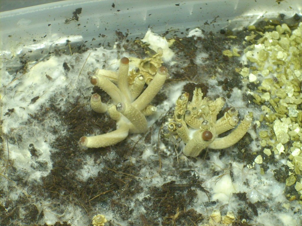 Psilocybe Galindoi "georgia Atl#7