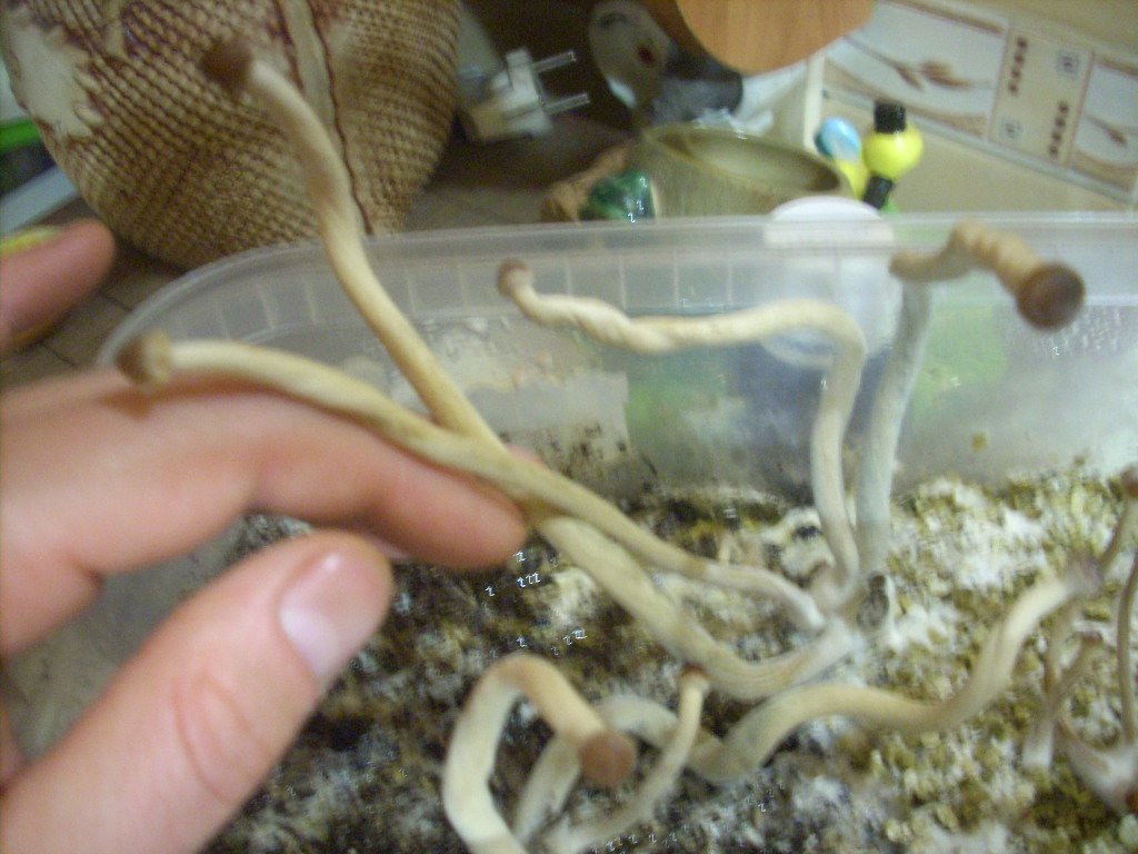 Psilocybe Galindoi "georgia Atl#7