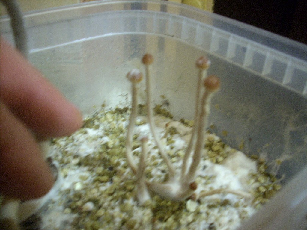 Psilocybe Galindoi "georgia Atl#7
