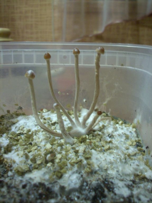 Psilocybe Galindoi "georgia Atl#7