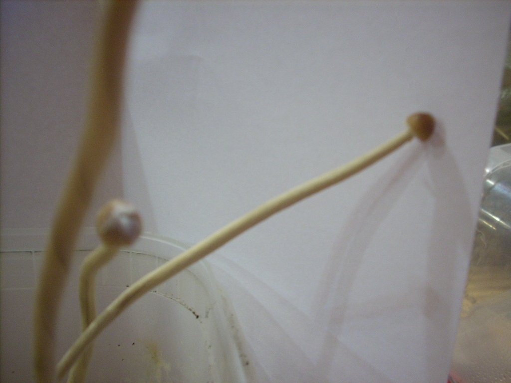 Psilocybe Galindoi "georgia Atl#7