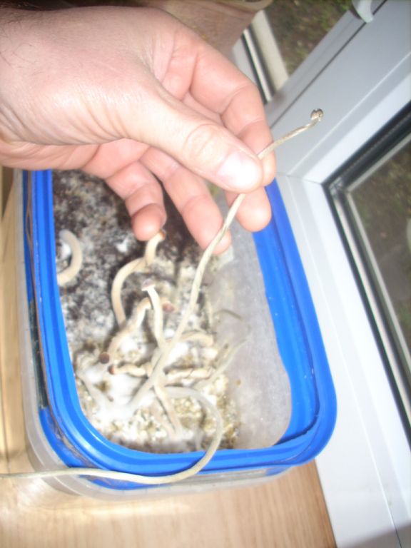 Psilocybe Galindoi "georgia Atl#7