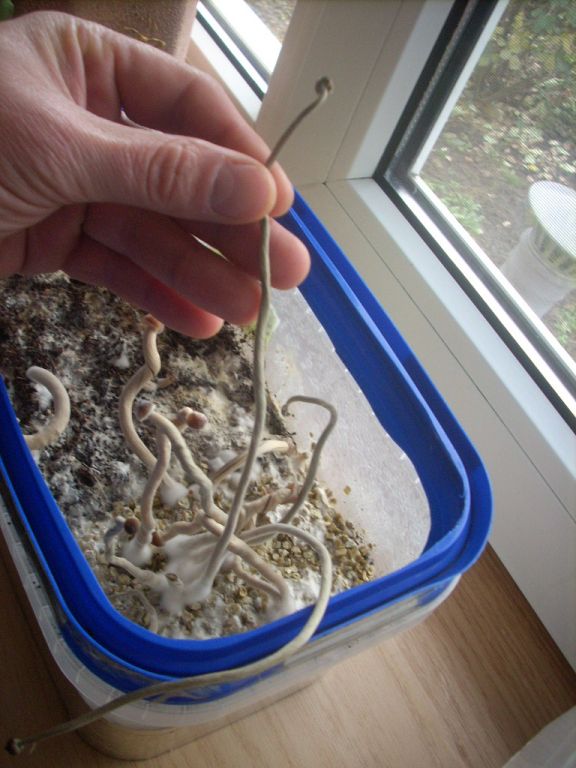 Psilocybe Galindoi "georgia Atl#7