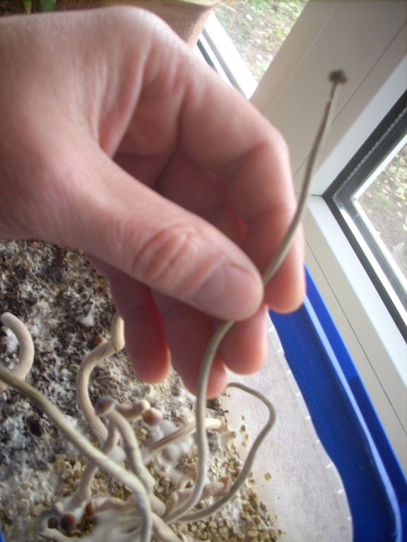 Psilocybe Galindoi "georgia Atl#7