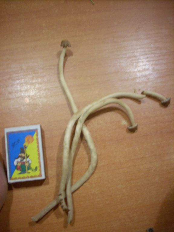 Psilocybe Galindoi "georgia Atl#7